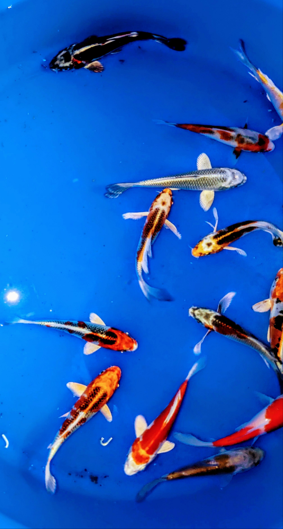 Japan Koi ab 15 cm auch Butterfly