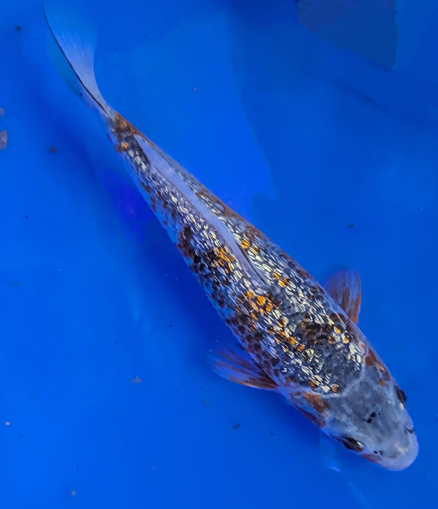 Koi ab 20 cm