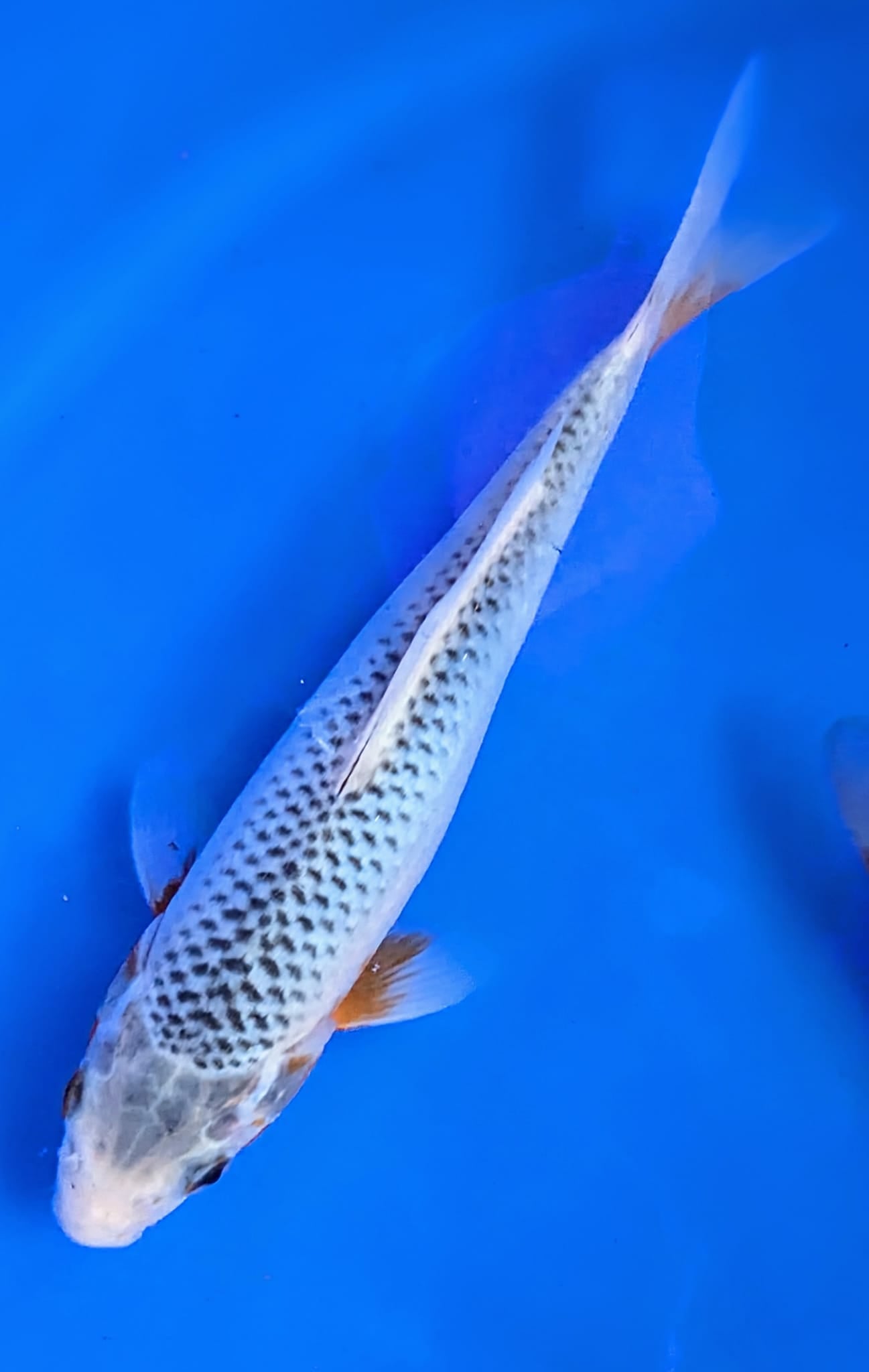 Koi ab 20 cm