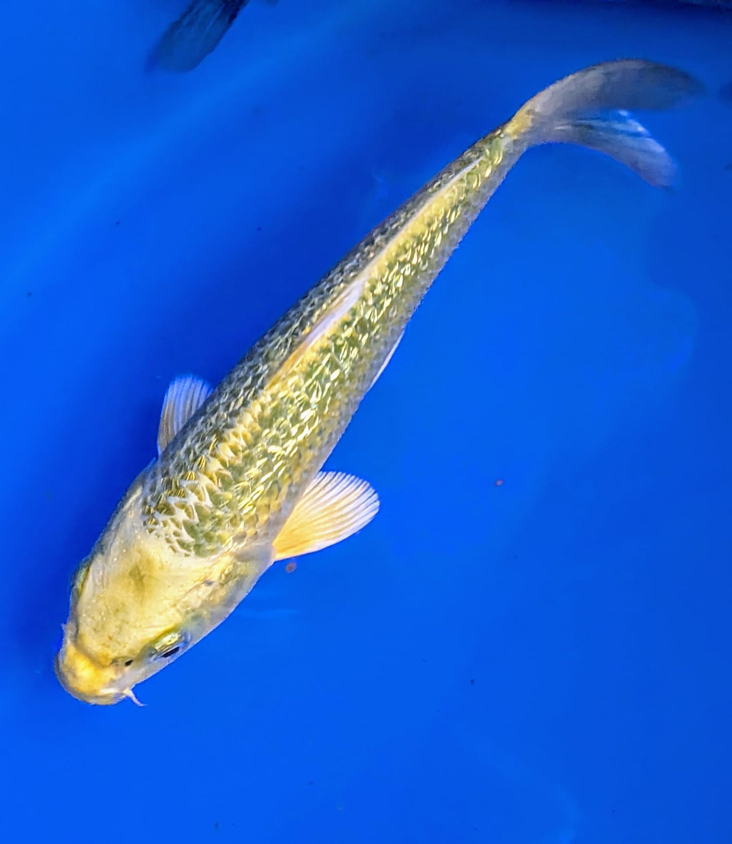 Koi ab 20 cm