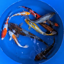 Koi ab 30 cm