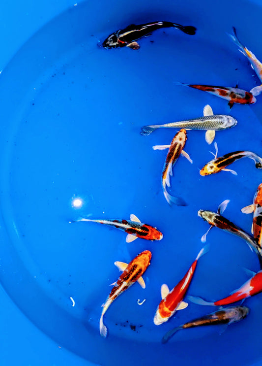 Japan Koi ab 15 cm auch Butterfly
