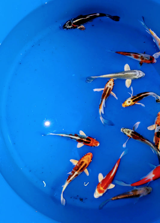 Japan Koi ab 15 cm auch Butterfly